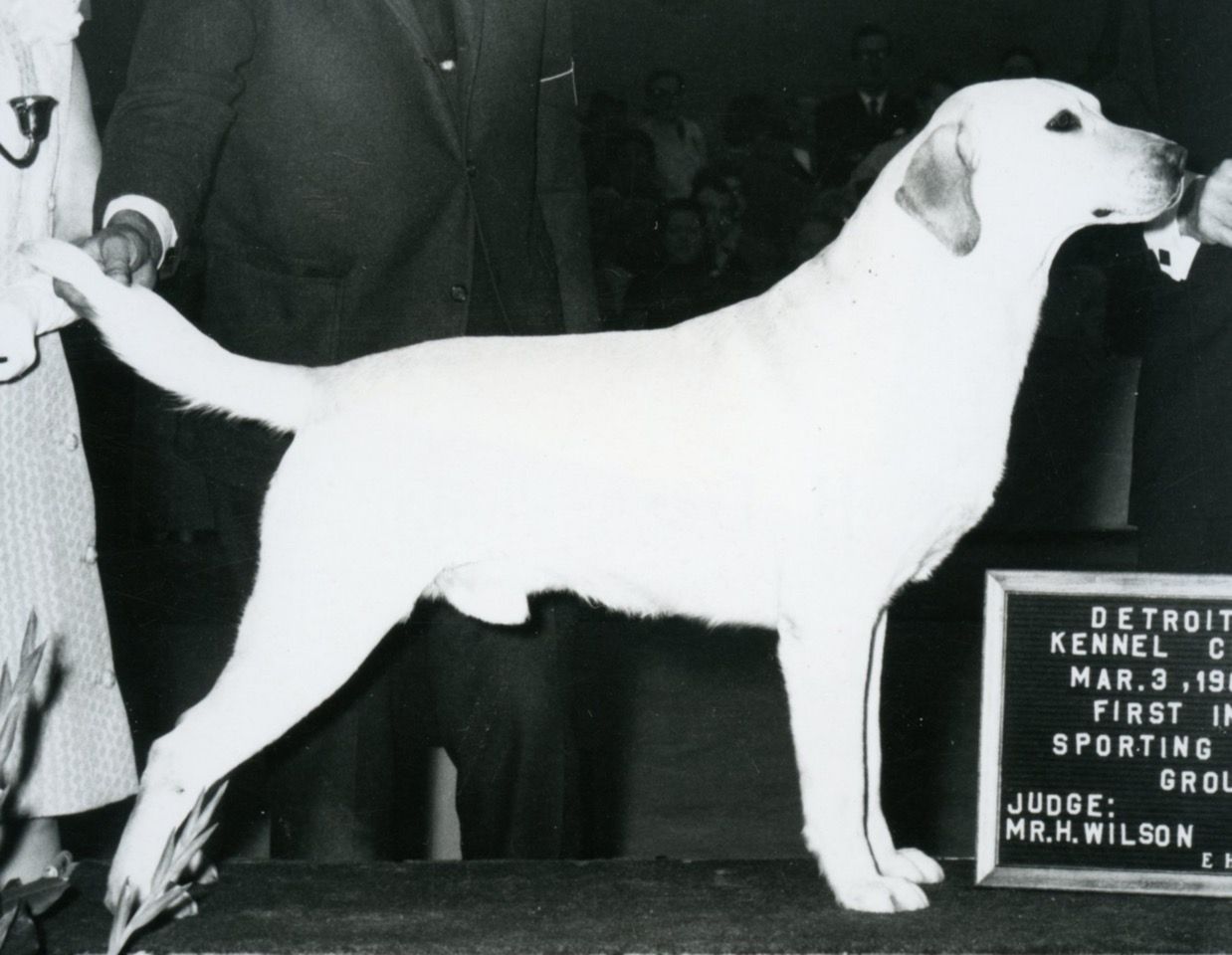 Labrador Retriever: From Past to Present